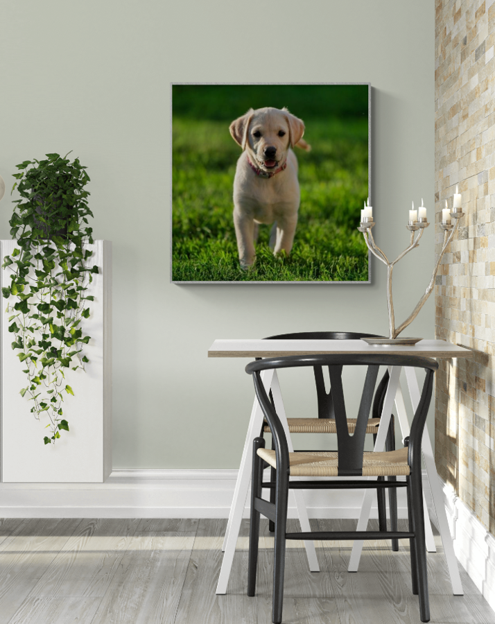 Goldador Puppy