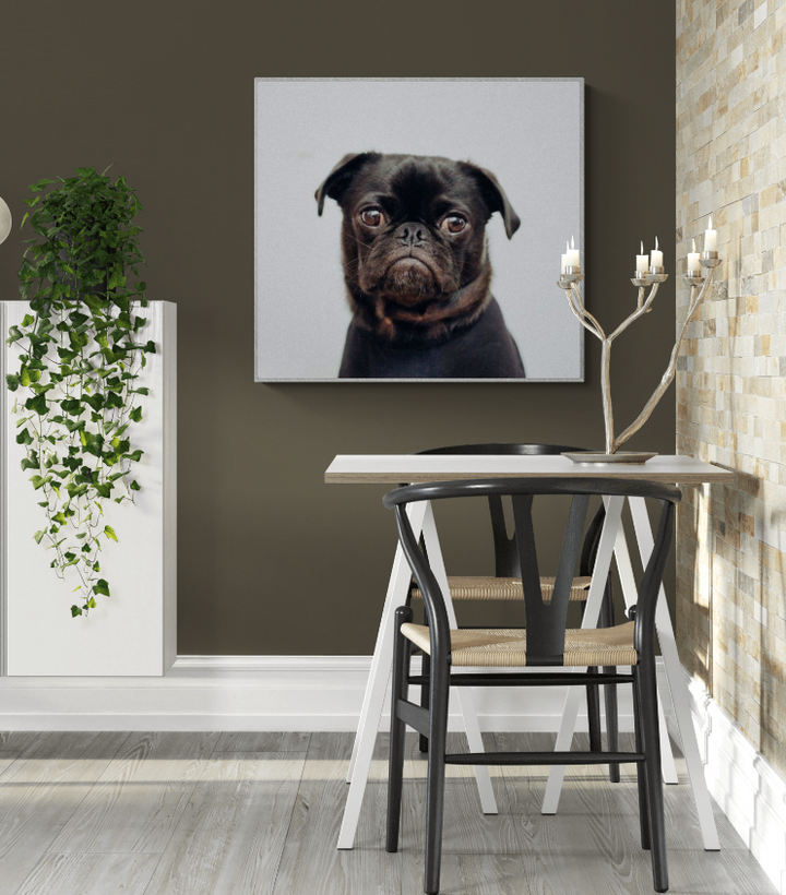 Black Pug Dog on White Canvas