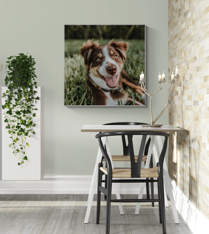 Brown & White Australian Shepherd