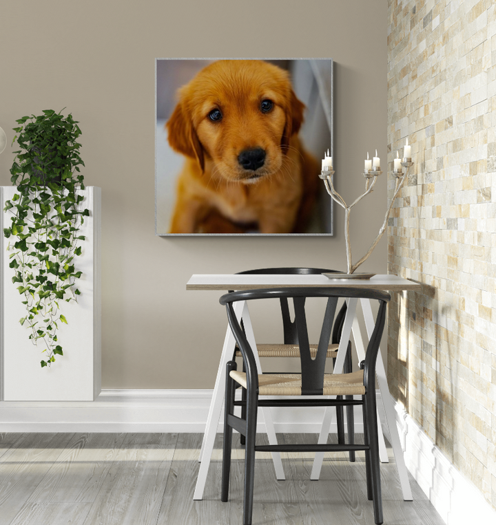 Golden Retreiver Puppy Portrait