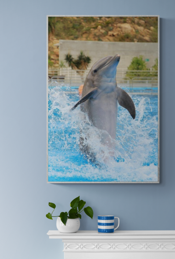 Playful Dolphin