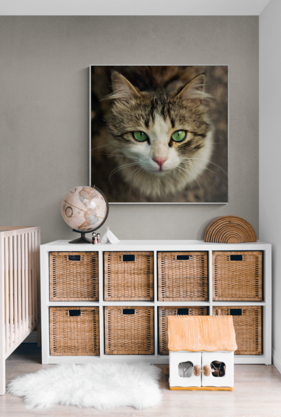 White Tabby with Green Eyes