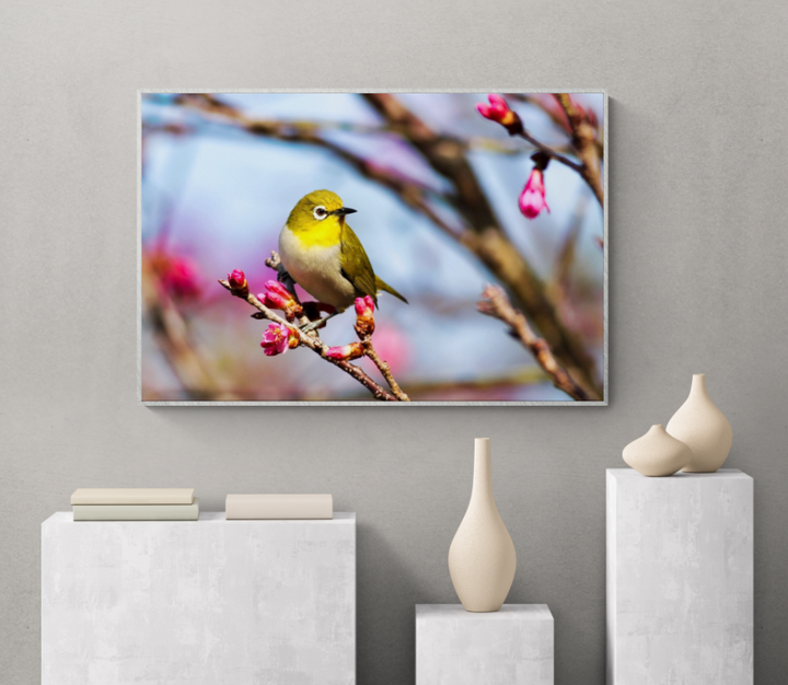 Wild Bird in Nature A