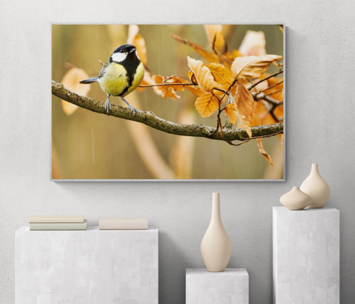 Great Yellow Tit in Nature