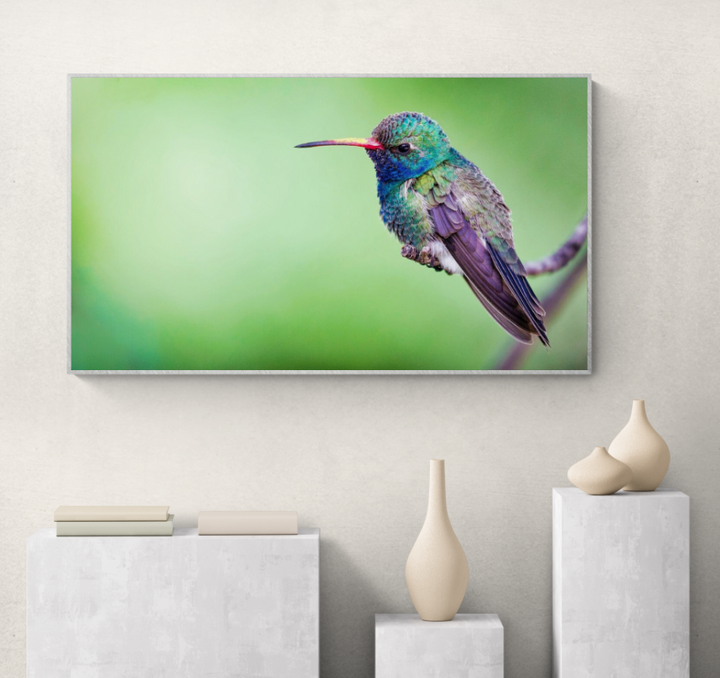 Broad-billed Hummingbird
