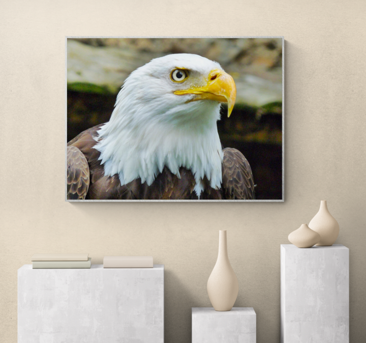 Animal Themed Wall Art Ideas: The Bald Eagle