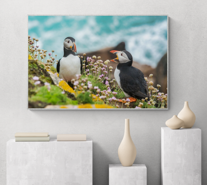 Puffins on Saltee Island Great, Ireland