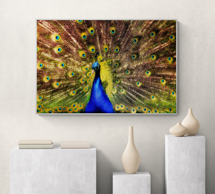 Male Peacock in Full Display
