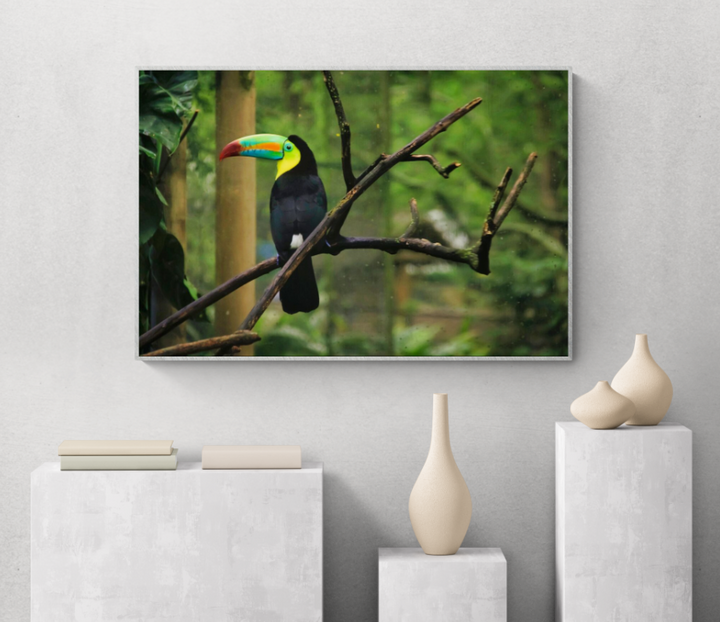 Toucan in Nature Setting