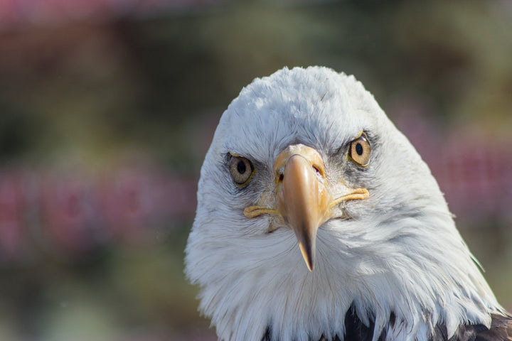 Bald Eagle Eyes