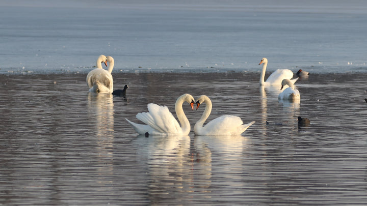 Swan Couple on Pond