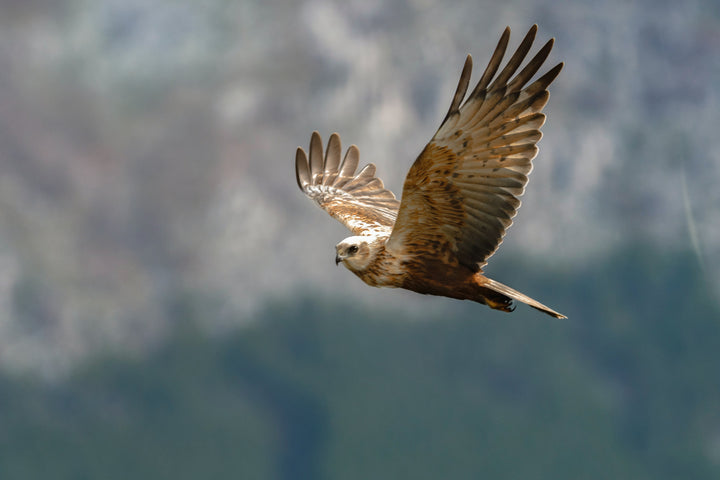 Western Mash Harrier in Flight