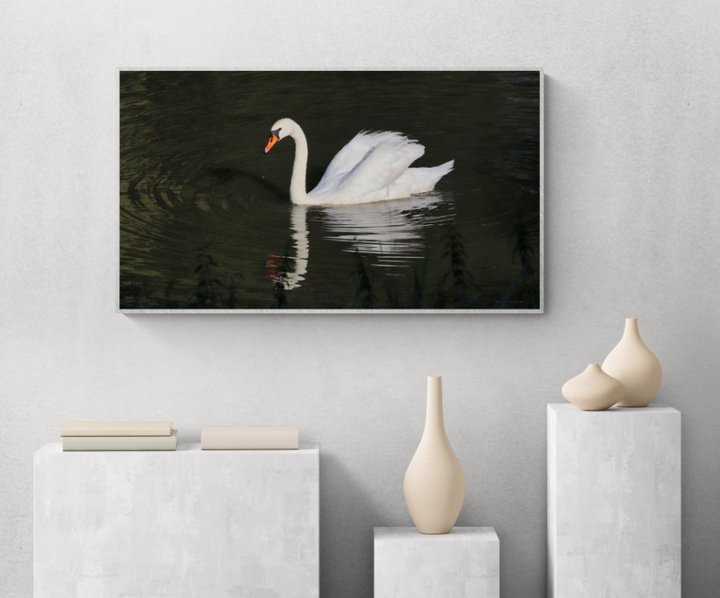 Solo Swan in Evening