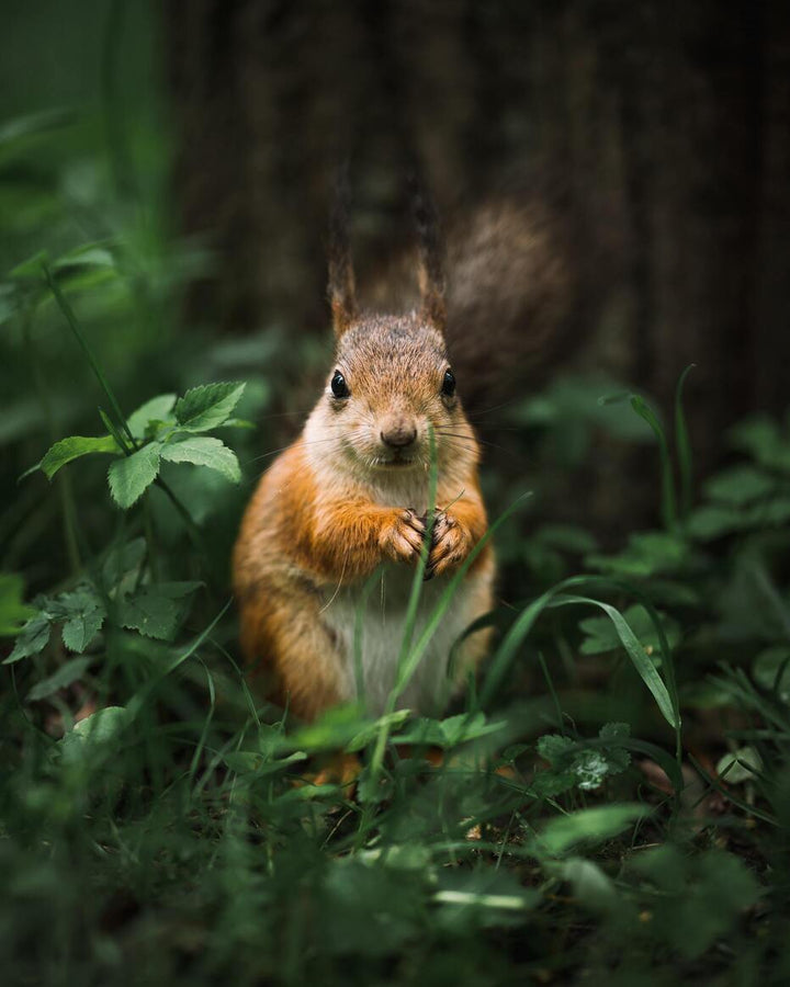 Cute Squirrel in Nature