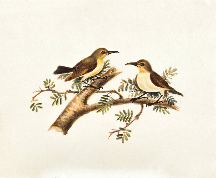 Sunbirds (Nectarinia) Illustration