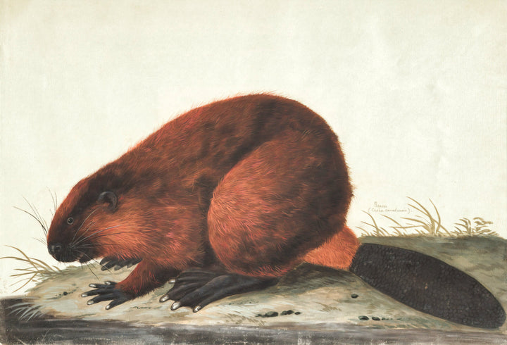 Canadian Beaver Illustration