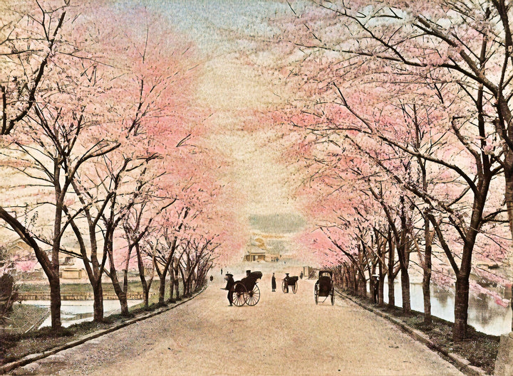 Cherry blossom in Akasaka, Tokyo illustration