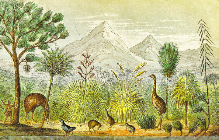 New Zealand and its Inhabitants Illustration