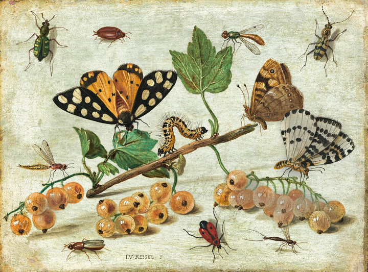 Still Life Insects and Fruit
