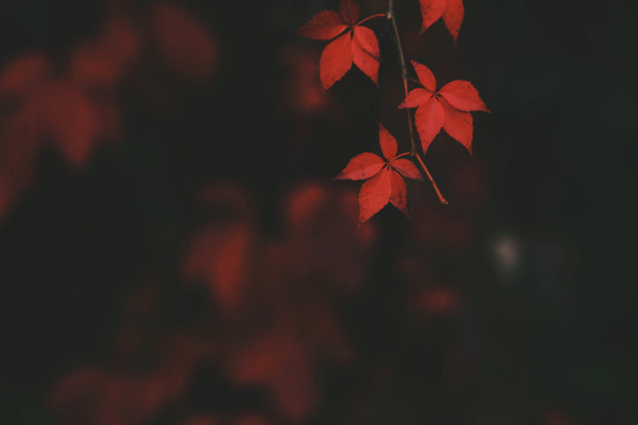 Red Autumn Leaves in Silhouette