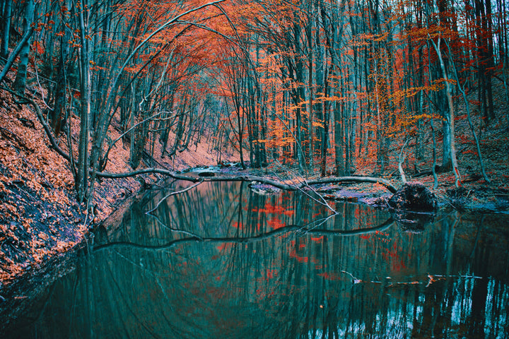 Autumn Leaves over River