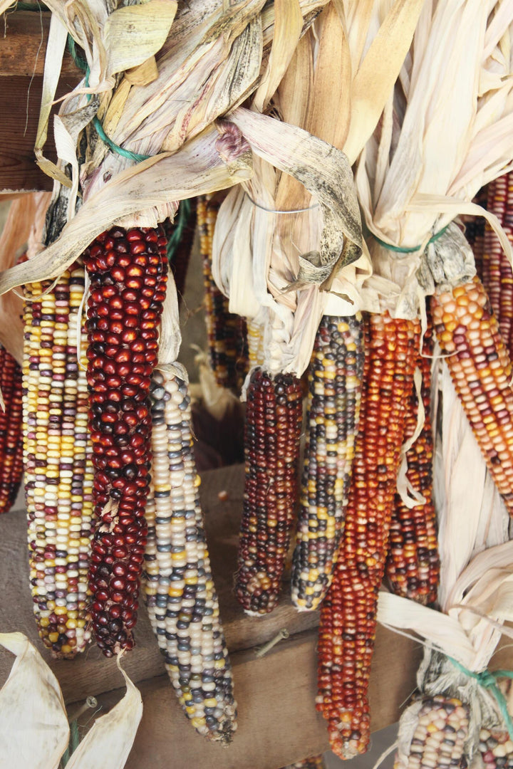 Decorative Corn Cobs