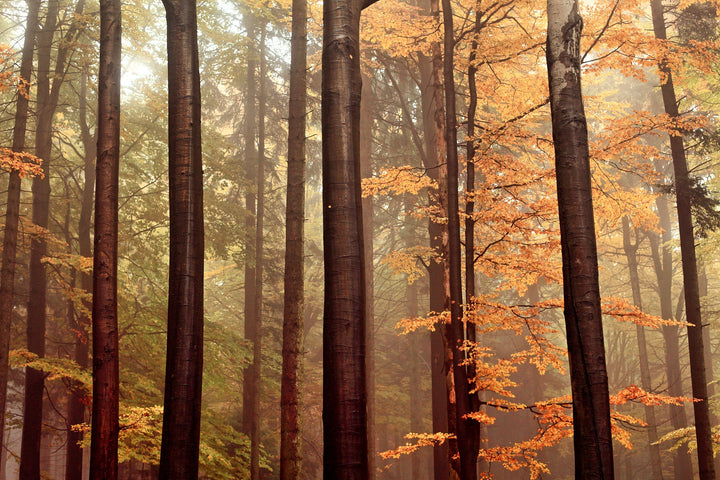 Autumn Tall Trees Forest