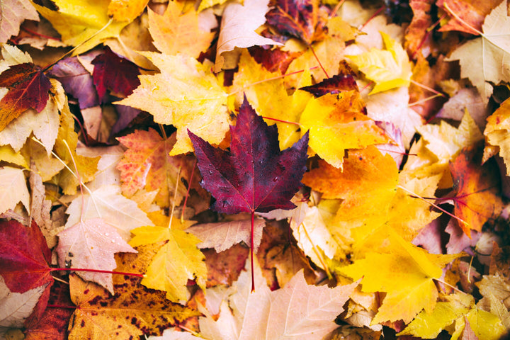 Autumn Leaves Collection