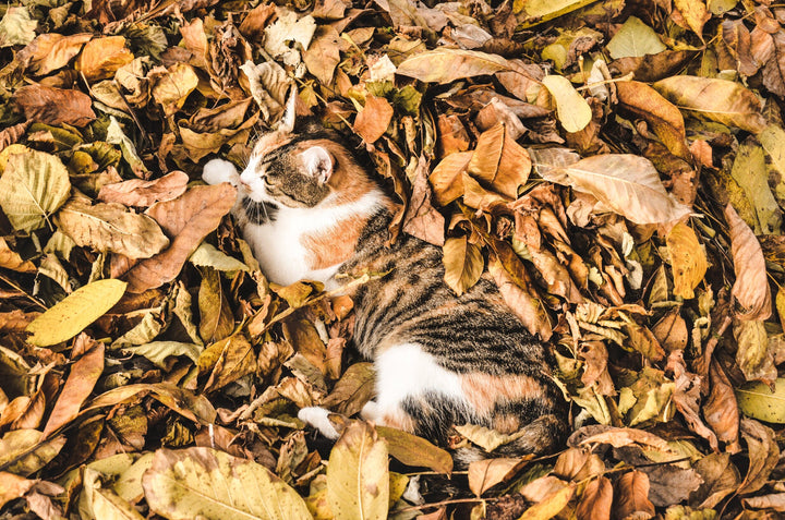 Calico Cat in Autumn Leaves