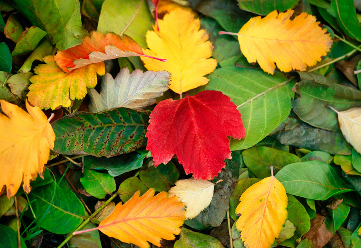 Autumn Leaves Collection B
