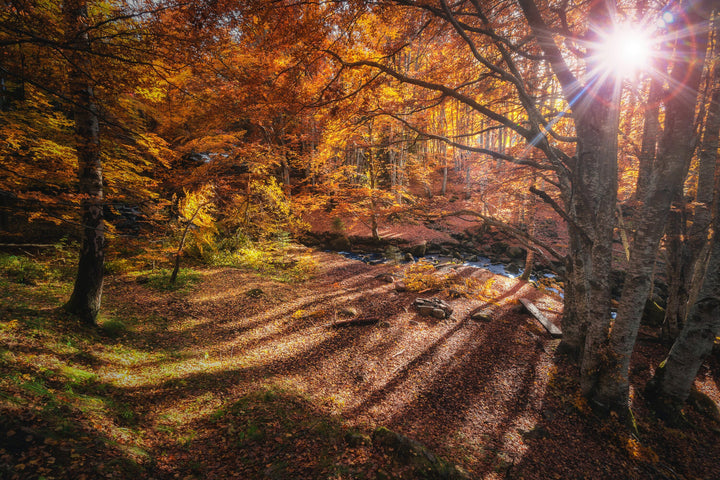 Vitosha Mountain, Bulgaria in Autumn