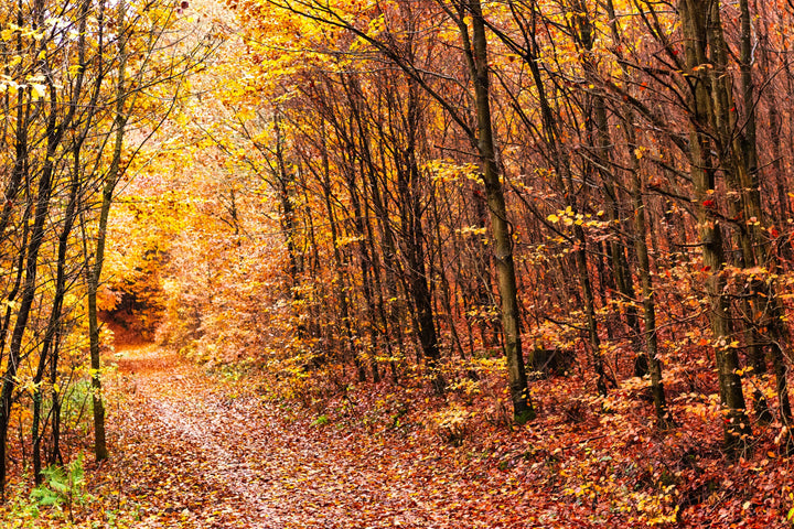Luxembourg Forest Path in Autumn