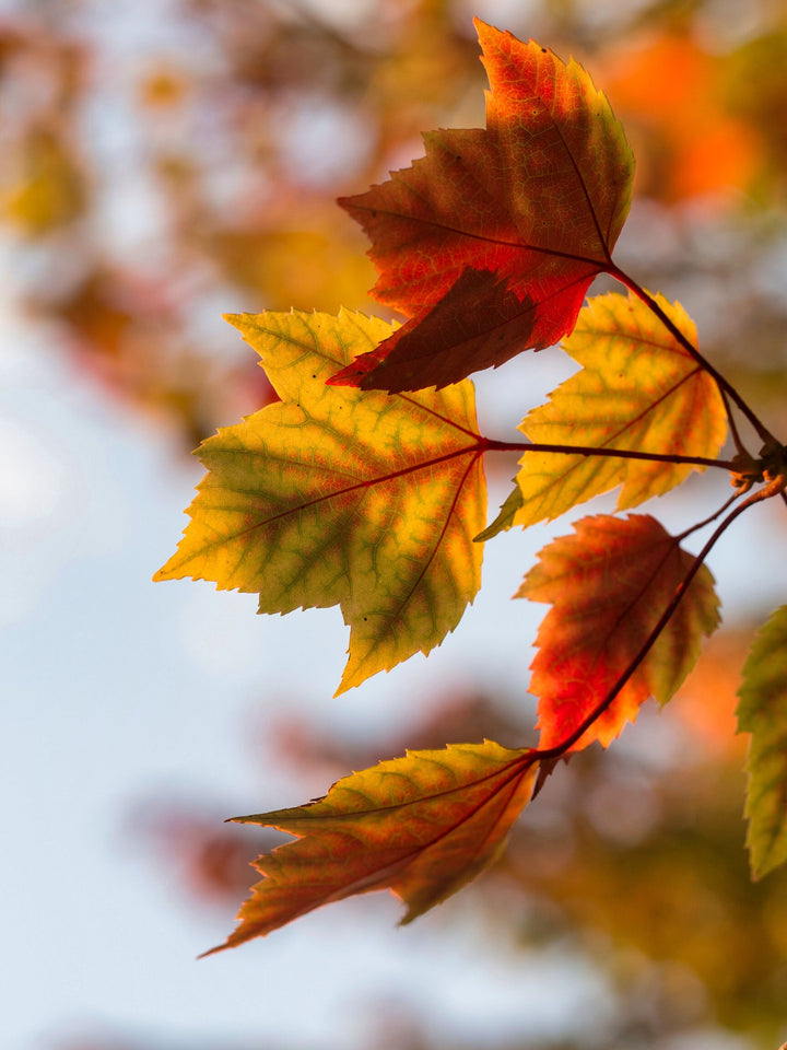 Autumn Maple Leaves Yellow & Red