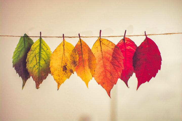 Autumn Leaves on String