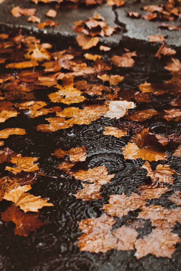 Autumn Leaves in the Rain