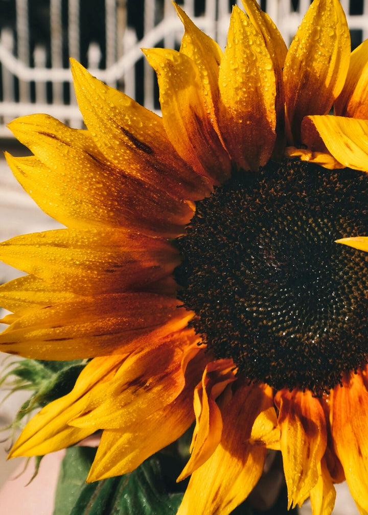 Autumn Sunflower
