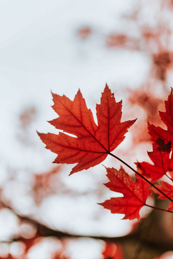 Autumn Maple Leaves
