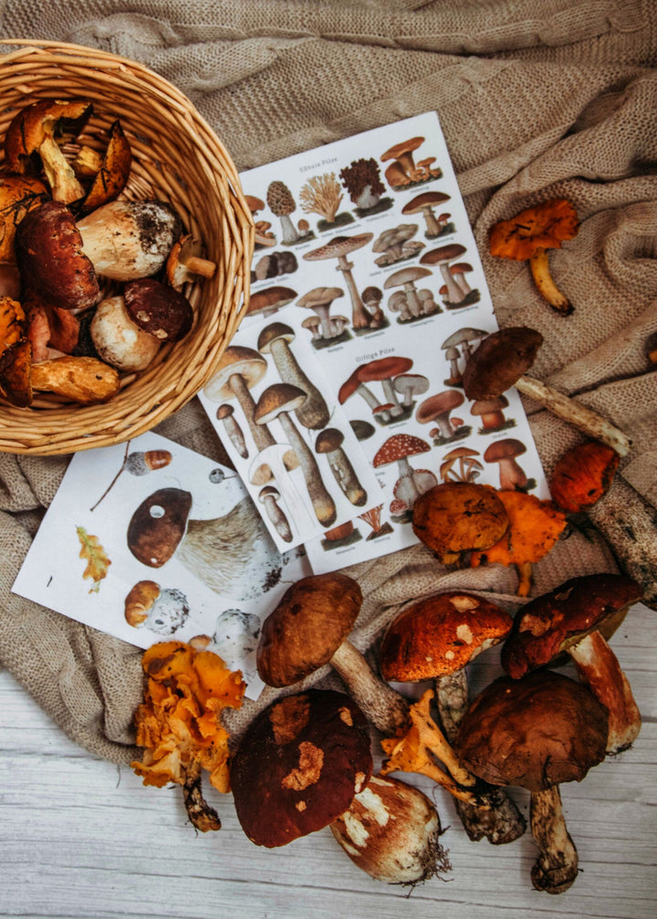 Autumn Mushroom Collection