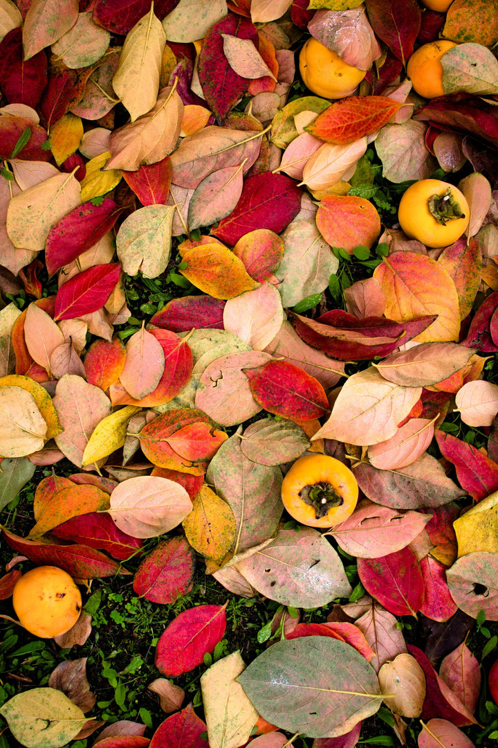 Forli, Italy Autumn Leaves & Persimmons