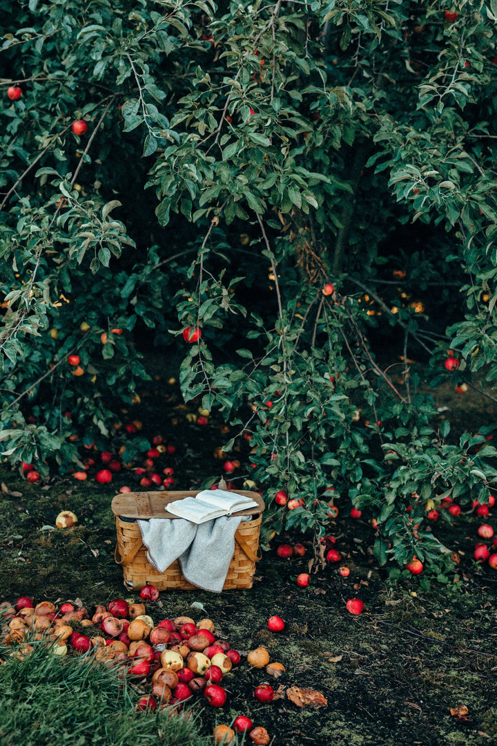 Picnic Basket in Apple Orchard
