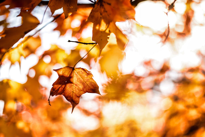Autumn Leaves Yellow