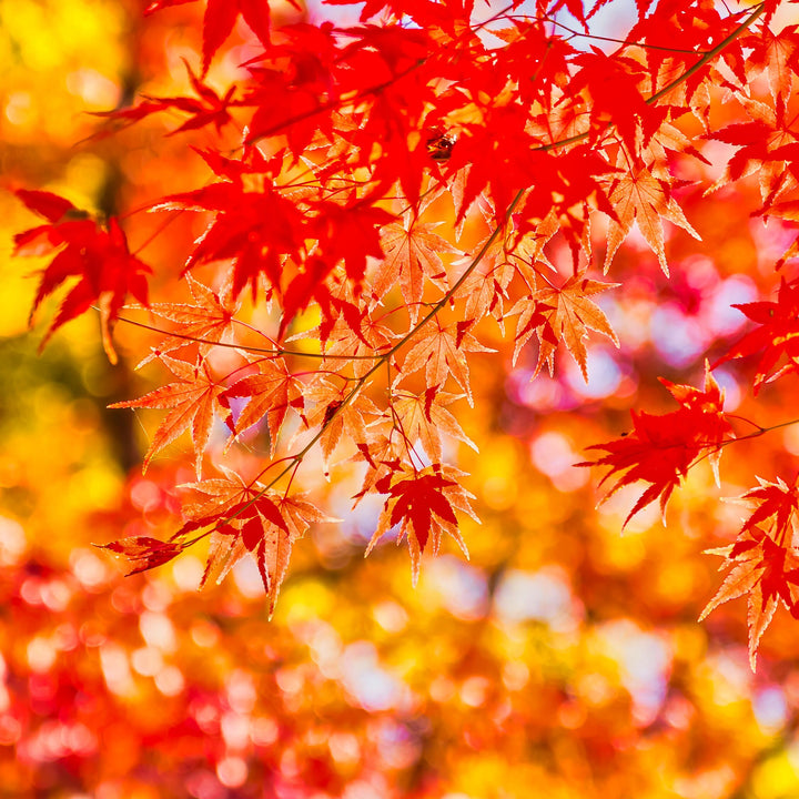 Autumn Sunny Maple Leaves