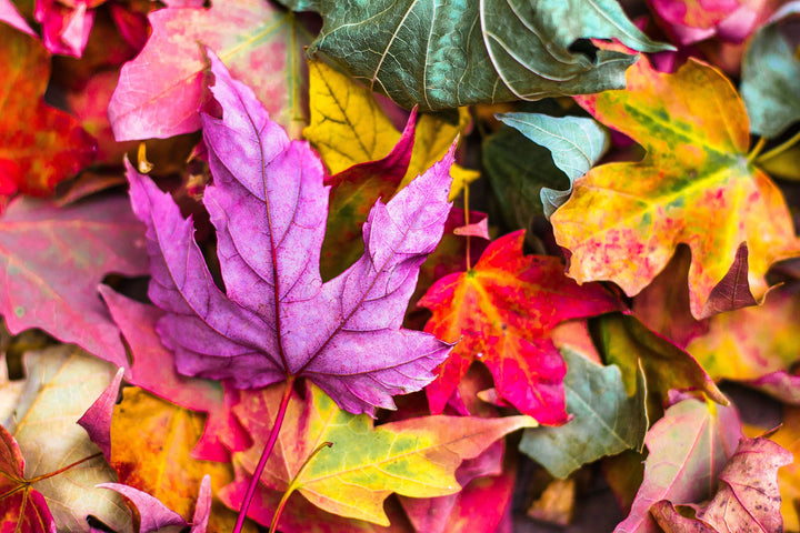 Fallen Autumn Leaves Multi-colour