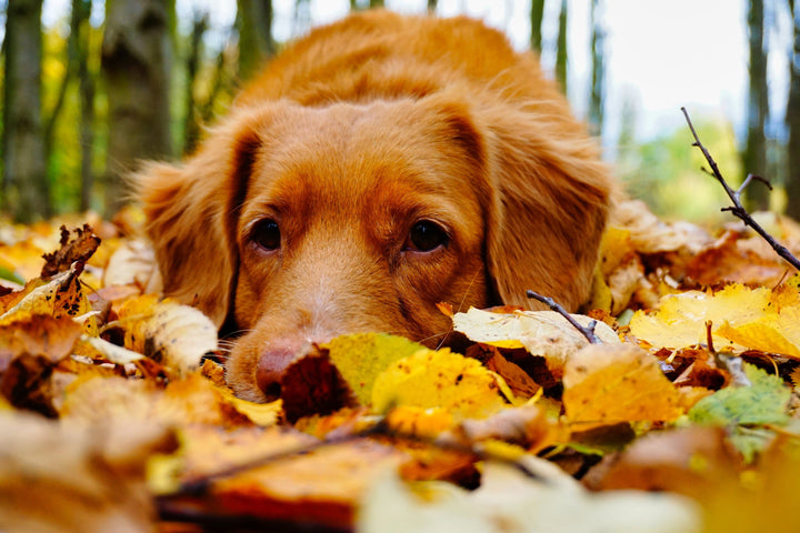 Autumn Leaves and Dog