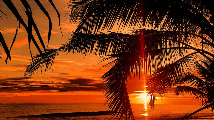 Sunset Palms & Sea