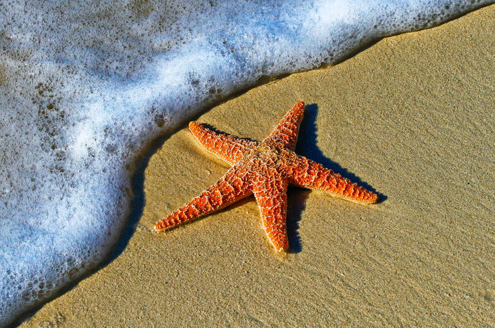 Starfish on the Beach, Key West