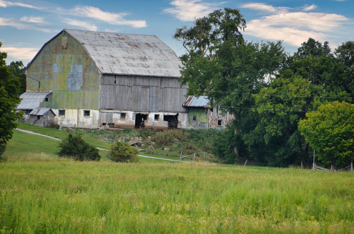 Faded Dairy Cow Barn in Summer