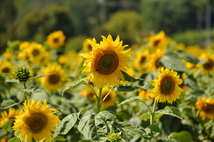 Field of Sunflowers in August