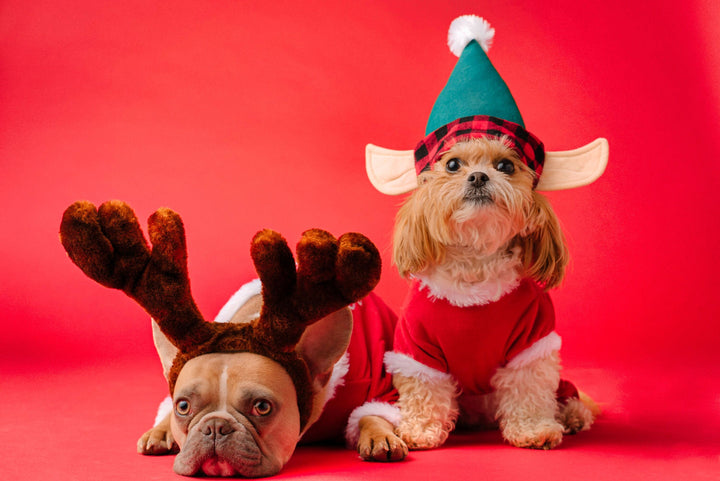 Christmas - Dogs in Costumes