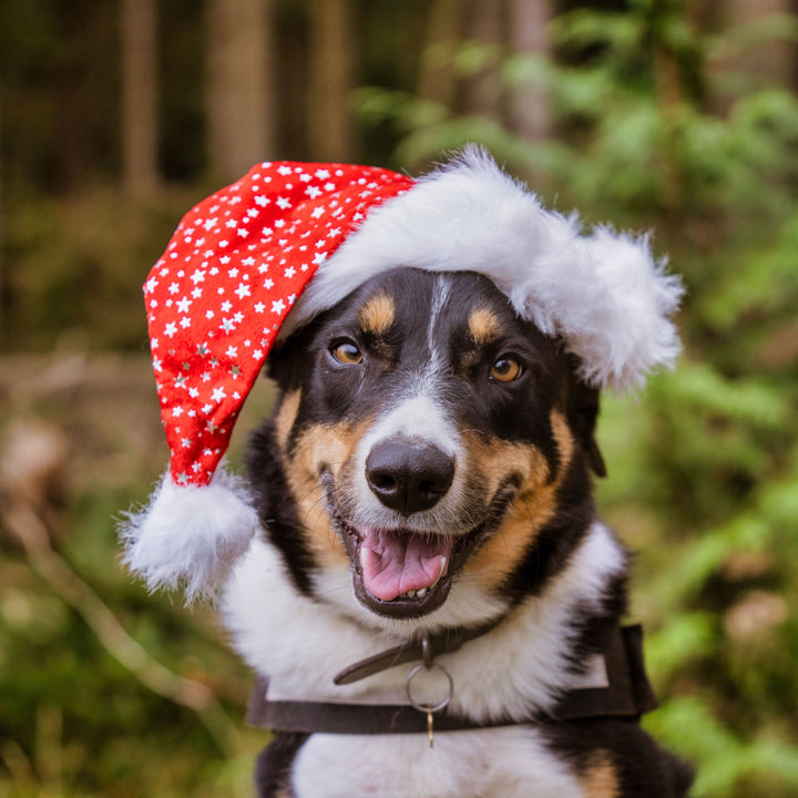 Christmas - Dog with Santa Hat